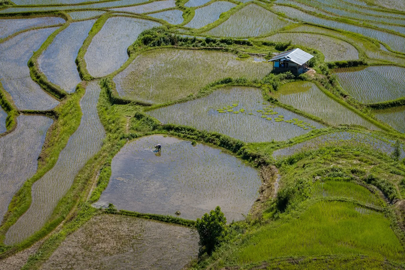A person works in a flooded terraced rice field next to a small metal-roofed hut.