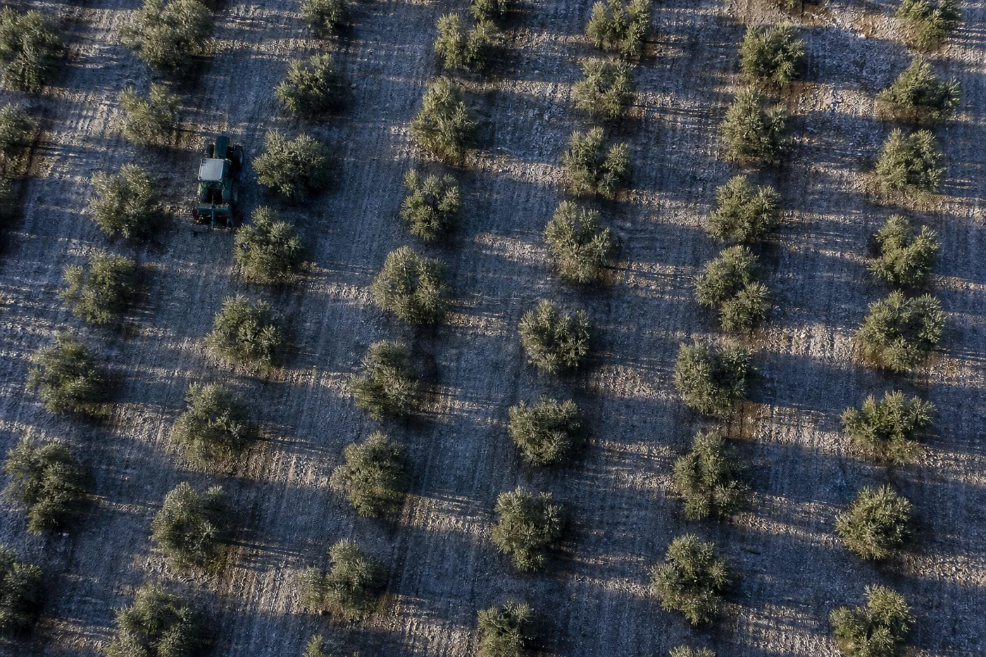 An overhead view shows a green tractor in a sprawling orchard of neatly aligned small trees.