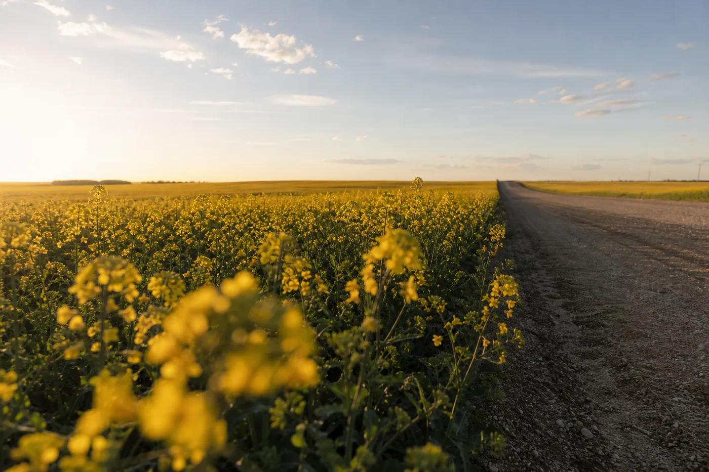 Yellow flowers bloom beside a dirt road stretching into the distance beneath a pale sky.